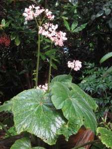 GIANT 2 FOOT LEAVES BEGONIA FUSCA. Extremely Rare Cloud Forest 