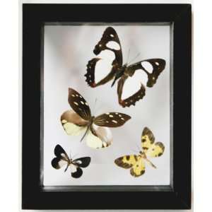   Butterflies From Peru with Four Real Mounted Species in Black Display