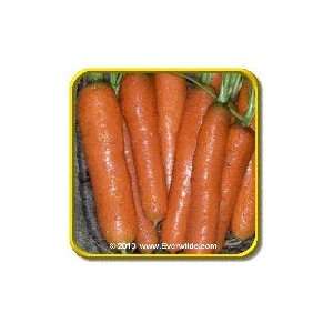  Little Fingers   Carrot Seeds   Jumbo Seed Packet (2000 