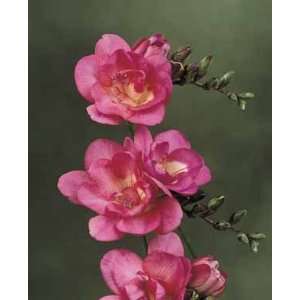  Double Freesia   Bloemfontein 10 Bulbs   Pastel Pink 