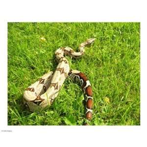  Red Tail Boa Constrictor 10.00 x 8.00 Poster Print