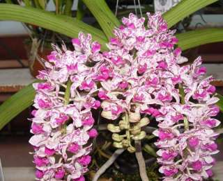 BIN Rhynchostylis gigantea var. Spots FRAGRANT Healthy  