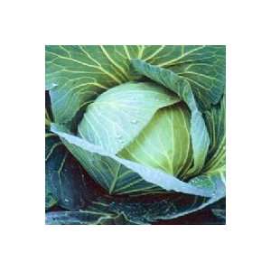  Late Flat Dutch Cabbage   300 Seeds Patio, Lawn & Garden