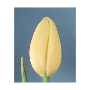  Tulip   Single Late   Maureen Fall Flower Bulb   Pack of 
