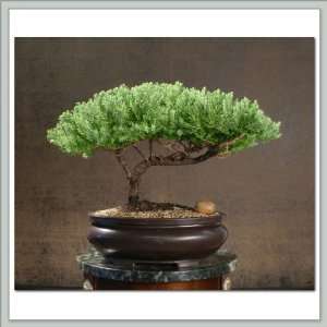 Bonsai Tree Juniper  Caelum Grocery & Gourmet Food