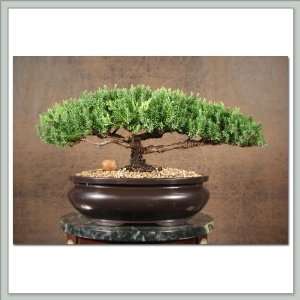 Bonsai Tree Juniper XIII  Grocery & Gourmet Food