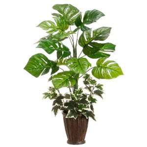  24 Split Philodendron/Ivy in Paper Mache Pot Green (Pack 