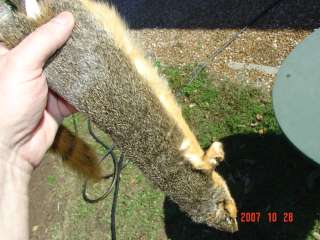 Red Fox squirrel pelt rodent tanned hunter skin hide  