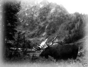 Moose painting in black and white  