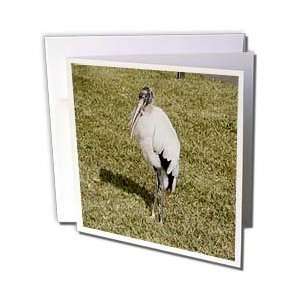 Jackie Popp Nature n Wildlife Birds   Wood Stork   Greeting Cards 6 