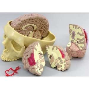 Brain Model Full Size Segmented 4 Parts  Industrial 