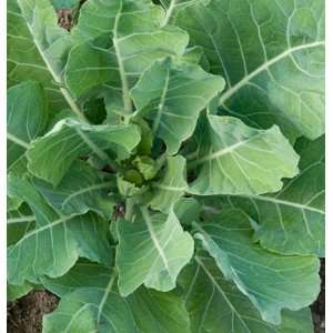  Davids Hybrid Kale Top Bunch (Brassica oleracea) 50 Seeds 