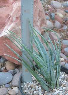 Aloe cv. Blue Elf Compact Clumping Hardy Succulent  