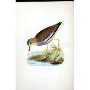  White Tailed Plover Bree H/C 1875 Old Prints Birds: Home 