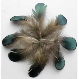  30 Green Lady Amherst Pheasant Feather 