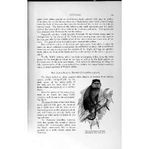    NATURAL HISTORY 1893 94 BLACK BELLIED MONKEY PLUTO