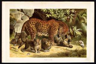 Antique Print PANTHER FAMILY Brehm 1892  