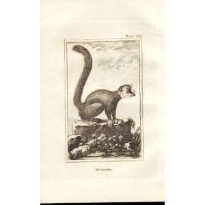  Mongous 1812 Buffon Natural History Pl312 Antique Print 