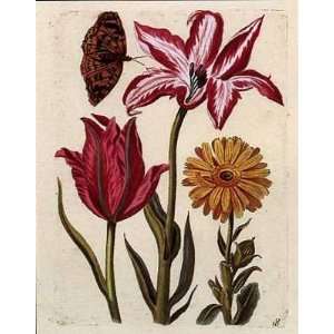  Tulips With Butterfly    Print