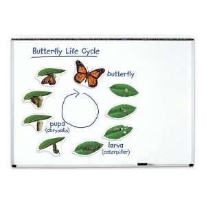 Nasco   Magnetic Butterfly Life Cycle:  Industrial 