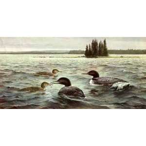    Maynard Reece   Offshore Lunch   Common Loons