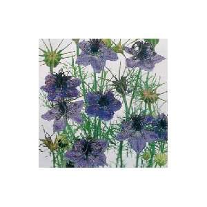  Love in a mist (or Nigella) Seeds: Patio, Lawn & Garden