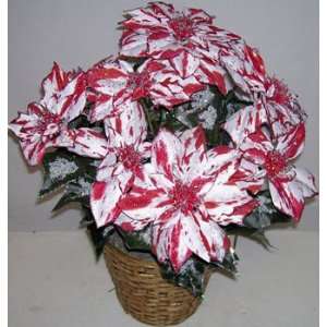  24 Candy Cane Double Poinsettia Bush: Home & Kitchen