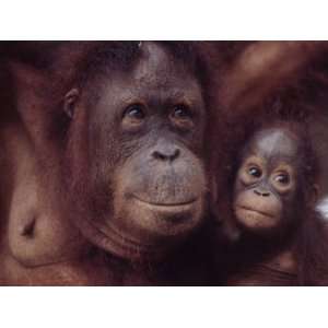 Orangutans in Captivity, Sandakan, Soabah, and Malasia, Town in Br 