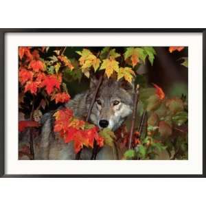 Gray Wolf Peeking Through Leaves Collections Framed Photographic 
