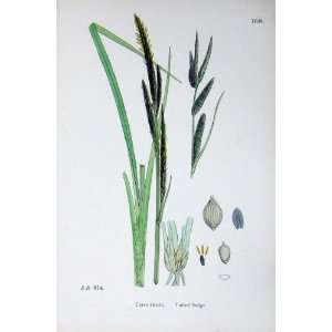   Botany Plants C1902 Tufted Sedge Carex Stricta Colour: Home & Kitchen