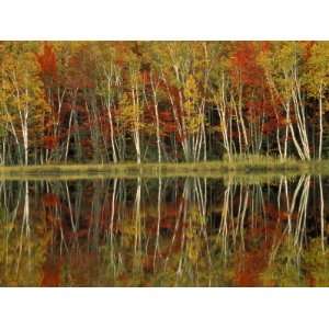 Fall Foliage and Birch Reflections, Hiawatha National Forest, Michigan 