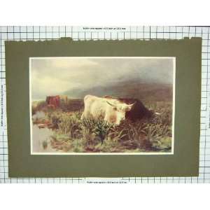   Colour Print Highland Cattle Scotland Mountains: Home & Kitchen
