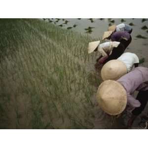  In the Rich Delta of Vietnam, Women Plant Hybrid Rice 