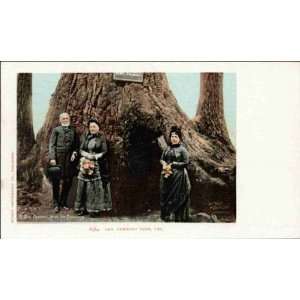  Reprint Redlands CA   Gen. Fremont Tree 1900 1909: Home 