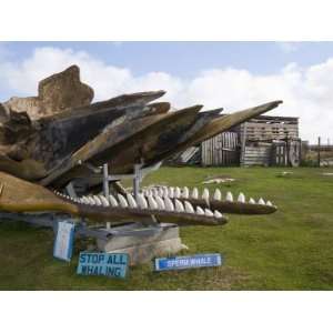 Whale Skeleton in Private Garden, Port Stanley, Falkland Islands 