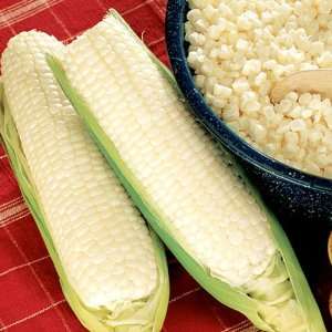  220 Seeds, Sweet Corn Silver King (Zea mays) Seeds By Seed 