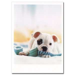  Bulldog Pup Long Distance Birthday Card: Health & Personal 