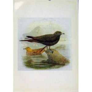  Birds Of Britain By Dresser Richardsons Skua Color Art 