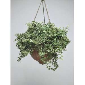 com Close Up of Climbing Fig Plant Growing in a Hanging Basket (Ficus 
