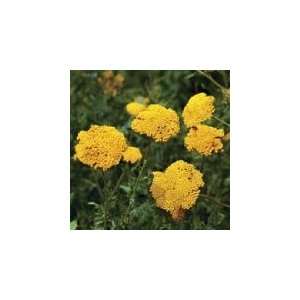   Certified Organic Seed, Parkers Gold Yarrow Patio, Lawn & Garden