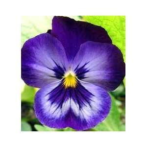  Blue Pansy Seed Pack: Patio, Lawn & Garden