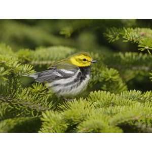  A Black Throated Green Warbler, Dendroica Virens, Perching 