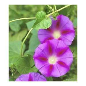  Purple/fuschia Morning Glory Seed Pack: Patio, Lawn 