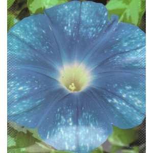  Ripples Sparkle Morning Glory Seed Pack Patio, Lawn 
