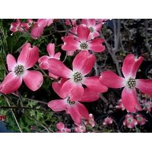  DOGWOOD CHEROKEE CHIEF / 5 gallon Potted: Patio, Lawn 
