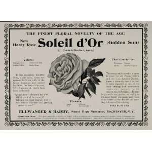  1902 Ad Ellwanger & Barry Soleil dOr Rose Golden Sun 