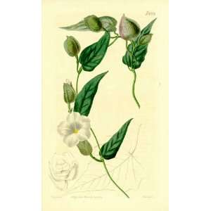   Botanical Engraving of the Turbith Bind Weed Patio, Lawn & Garden