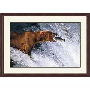  Catch Of The Day by Thomas Mangelsen   Framed Artwork 