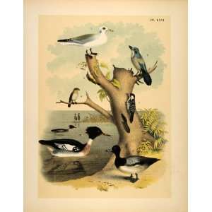  1881 Chromolithograph Gull Red breasted Merganser Ducks 