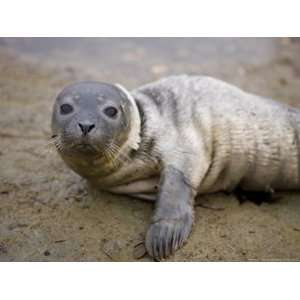 Baby Harbor Seal in Marquoit Bay, Brunswick, Maine, USA Photographic 